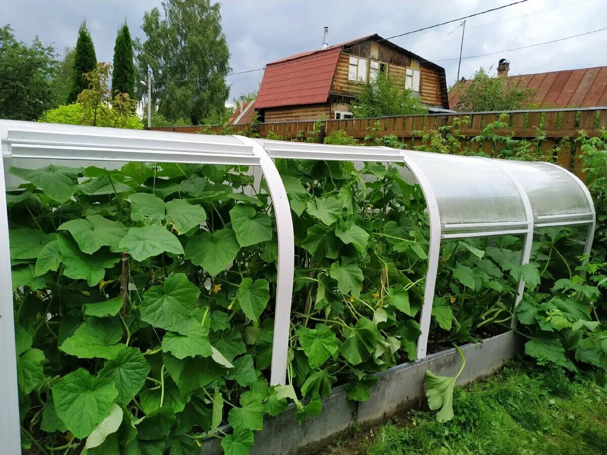 Теплица огуречник из поликарбоната. Огуречник парник. Парник из труб ППР 20мм. Стальной парник Агрощит.