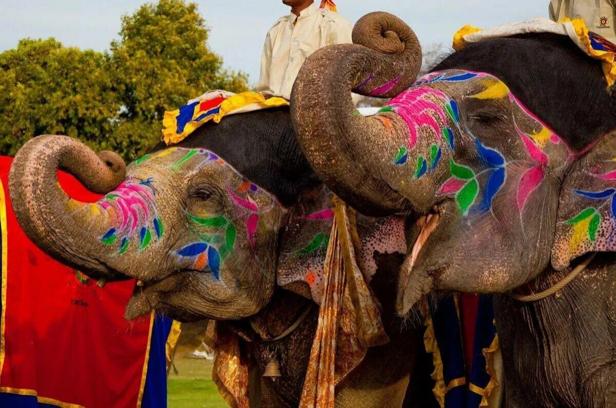 Фестиваль слонов — Джайпур, Индия. Фестиваль слонов в Индии. Индийский слон в Индии. Слон украшенный в Индии.
