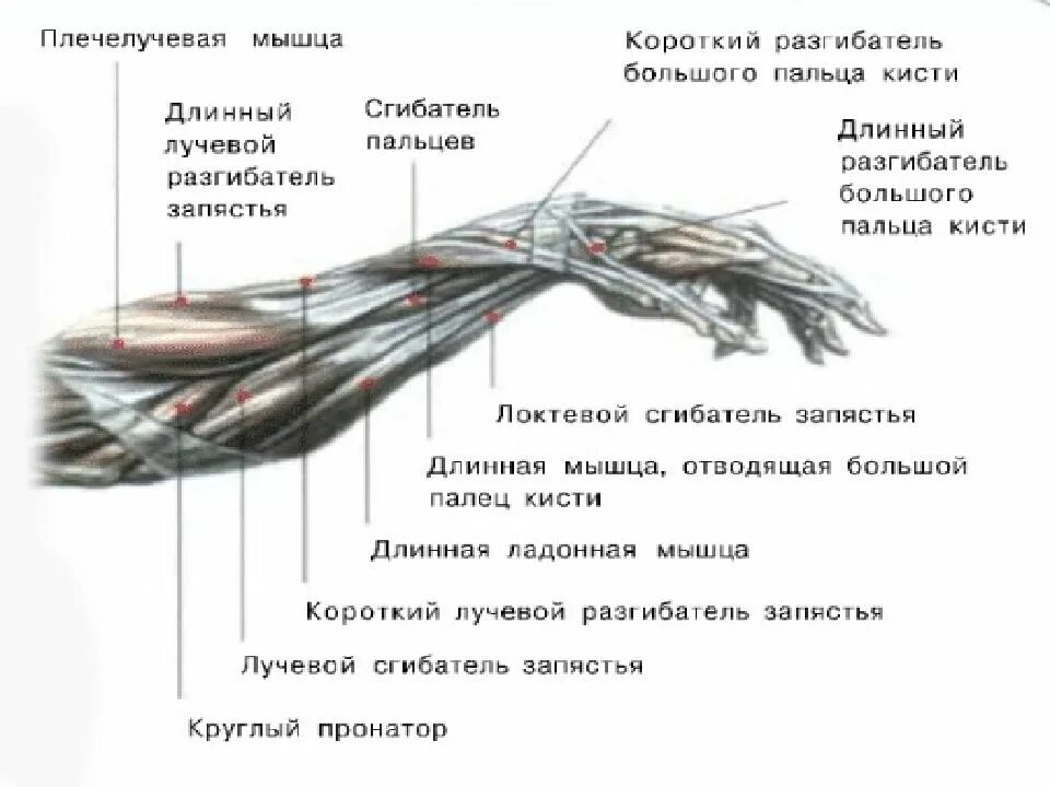 Короткий и длинный разгибатель большого пальца кисти. Разгибатели 1 пальца кисти анатомия. Длинный сгибатель большого пальца кисти мышца. Короткий лучевой разгибатель пальцев кисти.