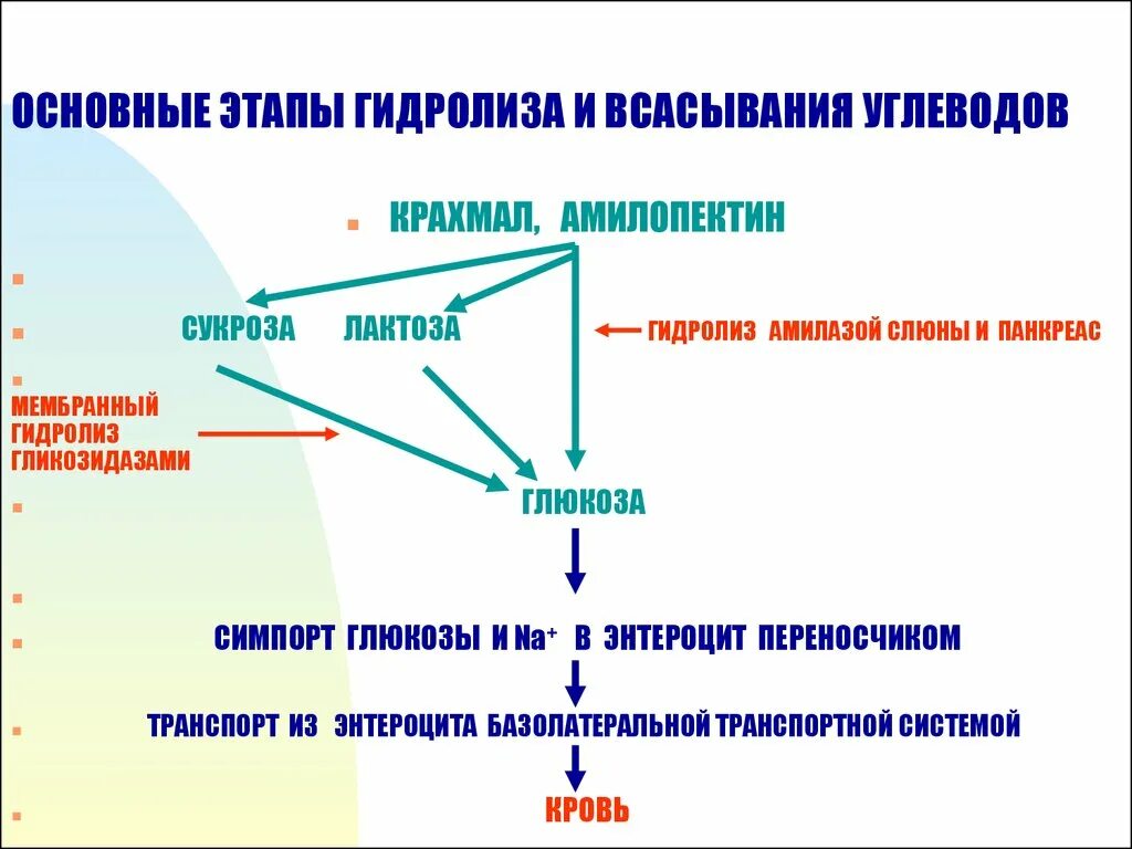 Расщепление липидов последовательность. Всасывание продуктов гидролиза белков жиров углеводов. Этапы гидролиза. Этапы гидролиза в системе пищеварения. Гидролиз и всасывание углеводов.