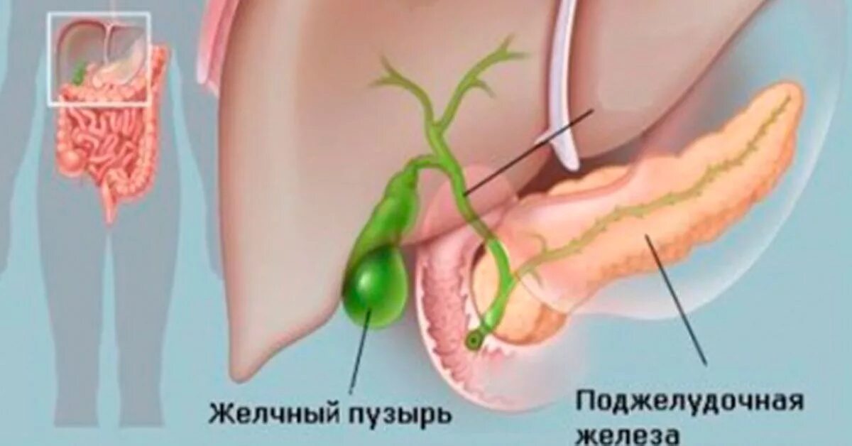 Желчный пузырь расположен.