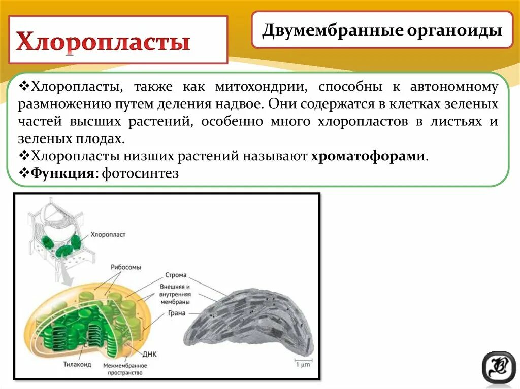 Деление хлоропласта. Органоиды клетки хлоропласты. Полуавтономные органеллы хлоропласт. Полуавтономные органоиды клетки это. Двумембранные органеллы хлоропласты.