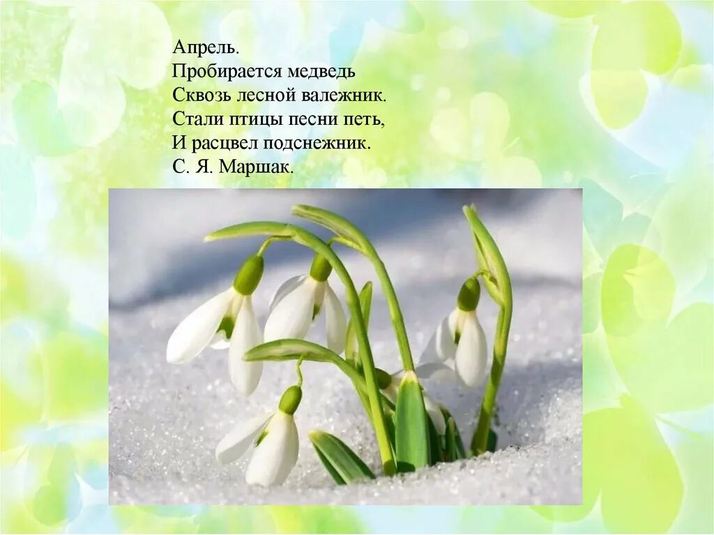 Маршак Подснежник. И расцвел Подснежник. Апрель и расцвёл Подснежник. Пробирается медведь сквозь Лесной валежник.