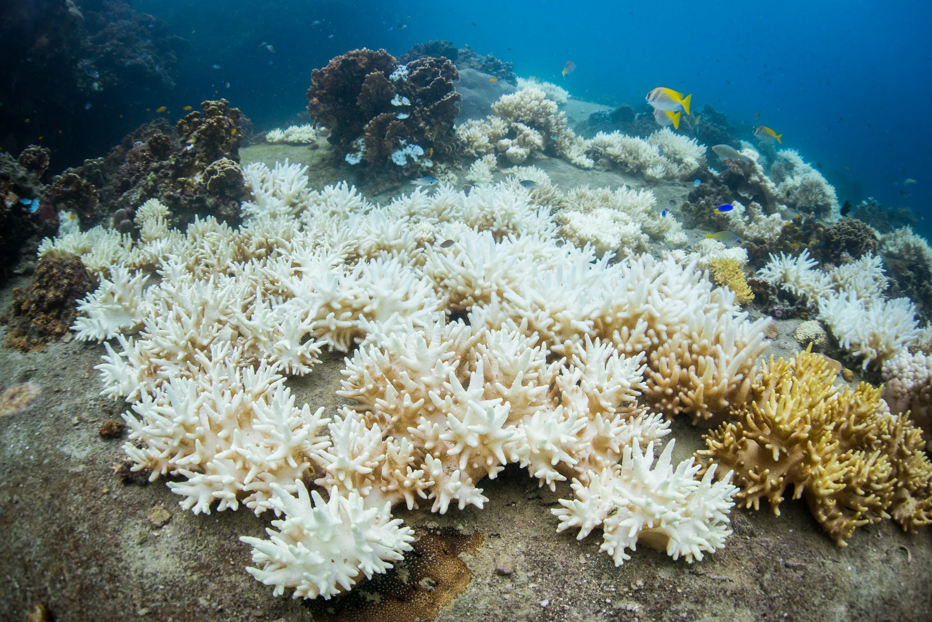 Большой Барьерный риф кораллы. Австралия Барьерный риф кораллы. Большой Барьерный риф обесцвечивание кораллов. Мягкие кораллы в барьерном рифе. Природное морское образование