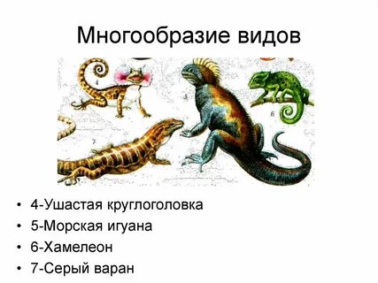 Отряд хамелеоны представители