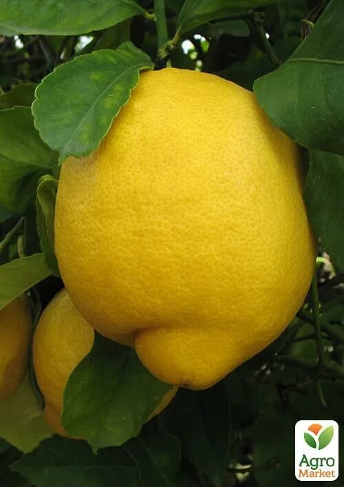 Лимон Лисбон. Лимон гибрид. Лимон гибрид чего. Гибрид лимона кистевой.