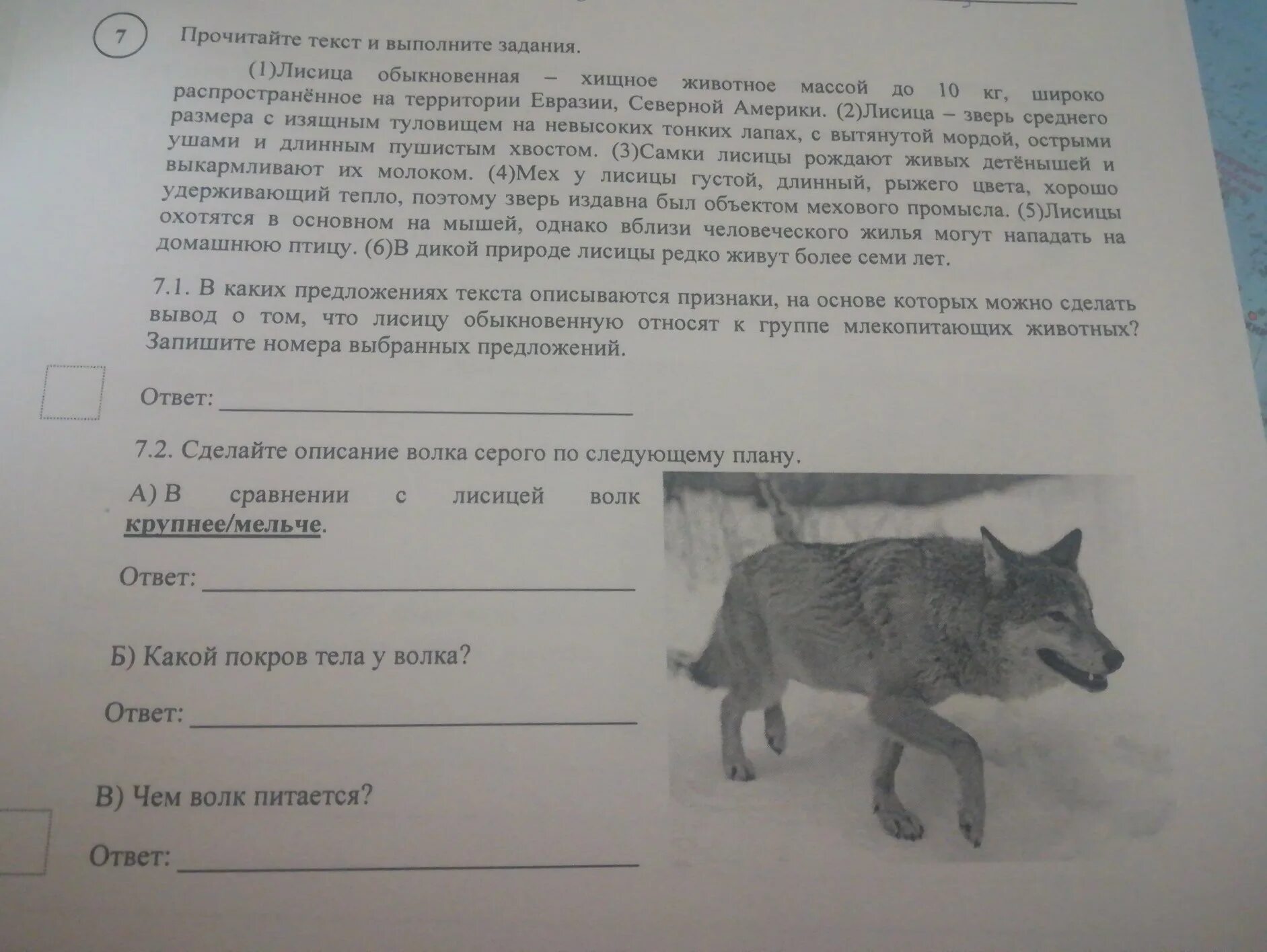 В сугробе тепло впр 5 класс. Волк задания. Сделай описание волка серого по следующему плану. Прочитайте текст и выполните задания. Прочитать текст и выполнить задание.