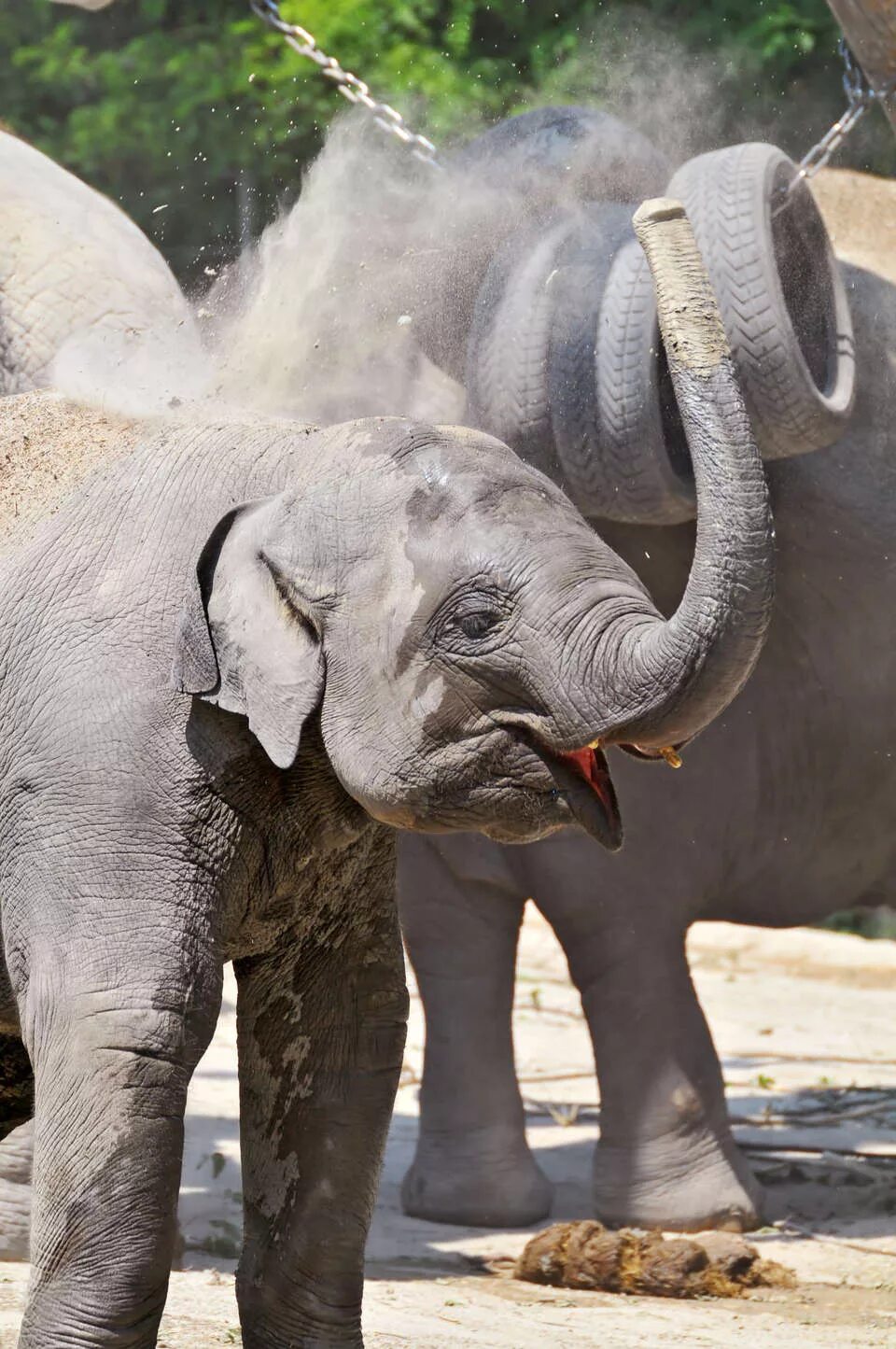 Elephant present. Слоны. Слоненок. Слон настоящий.