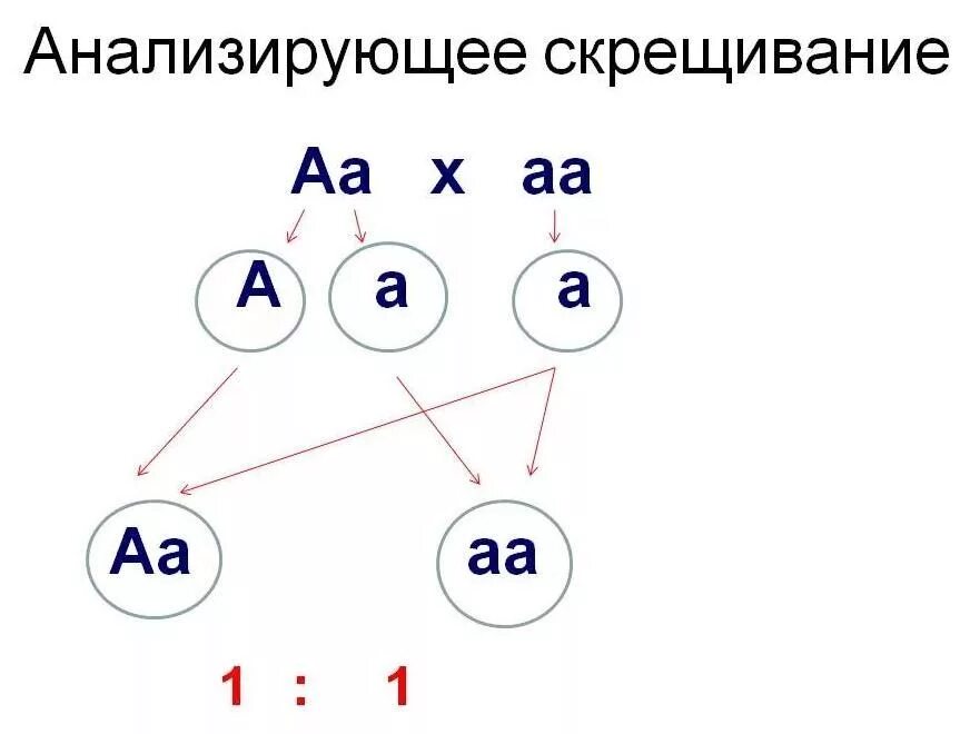 Анамуируещее скрещивание. Анализирующее скрещивание. Нализирующее скрещивани. Анамуируещее скрещивание. Понятие анализирующего скрещивания и его практическое значение.