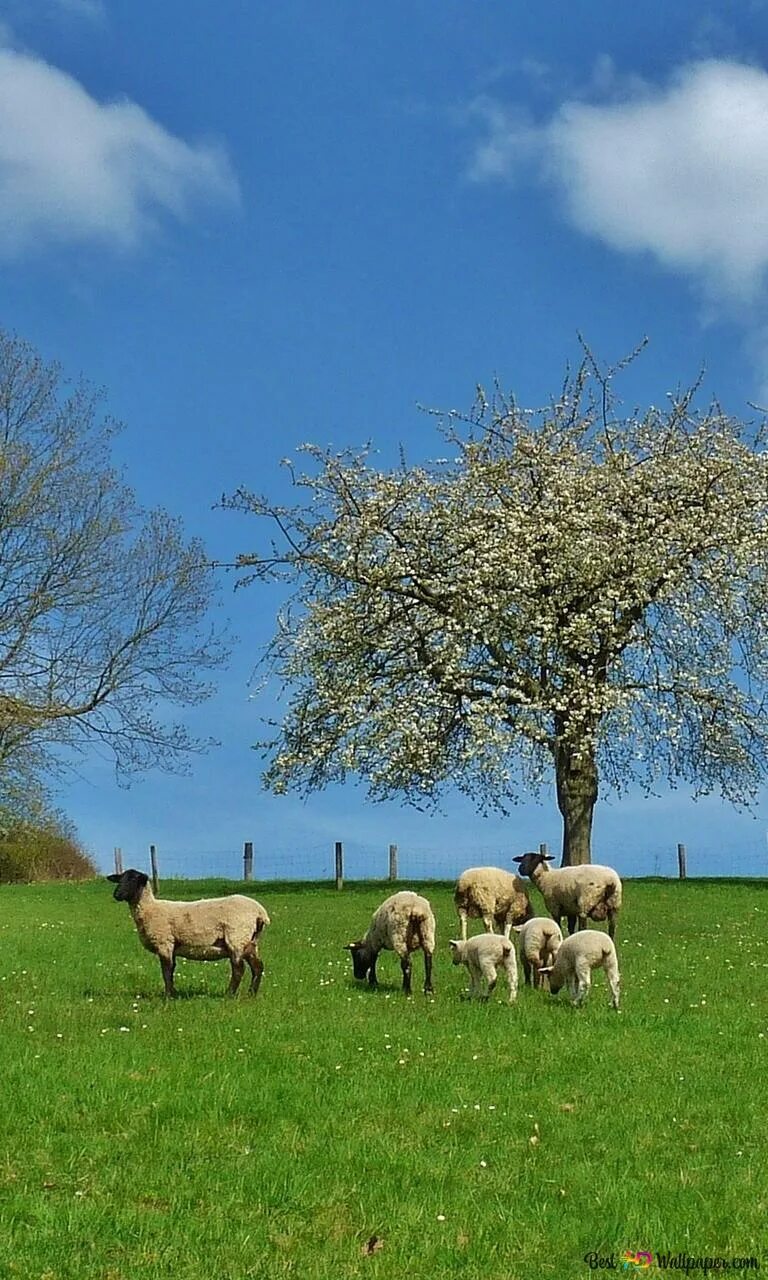 Tree sheep