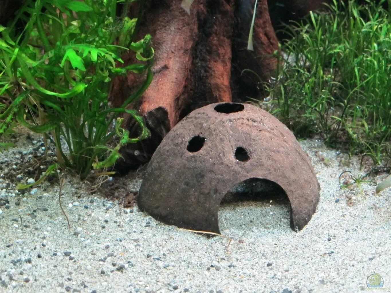 Грот для сомиков. Грот из кокоса для аквариума. Домик для анциструсов из кокоса. Домик из кокоса для аквариума. Кокос для анциструсов.