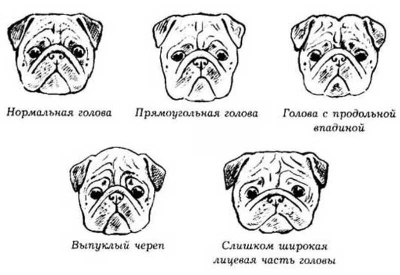 Типы голов собак. Мопс вес стандарт породы. мопс стандарт породы ркф. мопс экстерьер стандарт породы. форма головы у мопса.