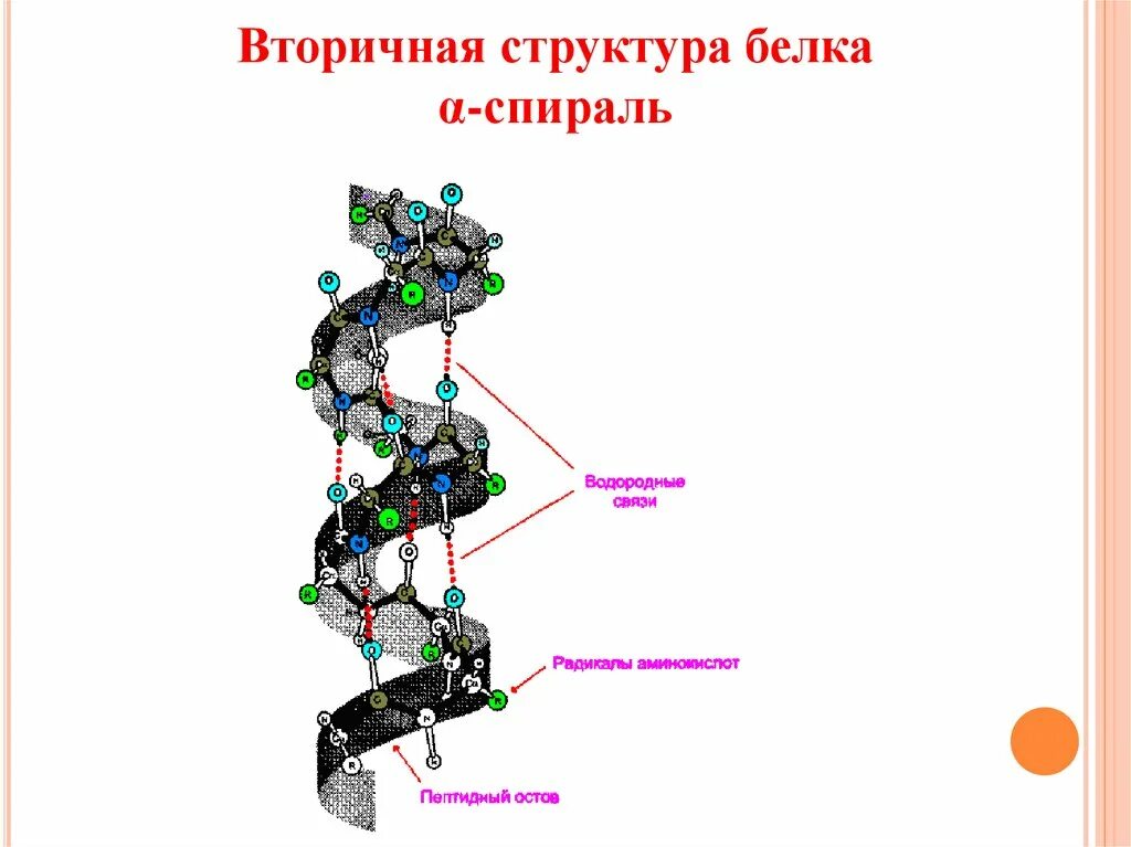 Белковая спираль. Вторичная структура белка спираль. спирали вторичной структуры белка биохимия. вторичная структура белка изображение. вторичная структура белка альфа.