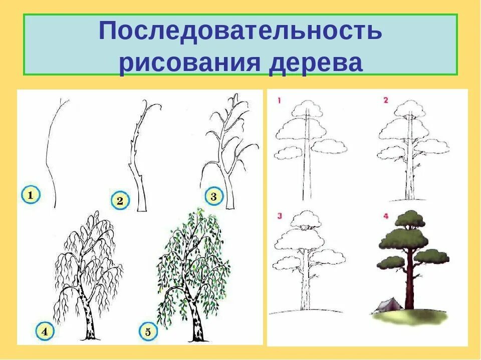 Урок дерево 8 класс. Последовательность рисования дерева. Этапы рисования дерева в старшей группе. Последовательное рисование дерева. Дерево для рисования.