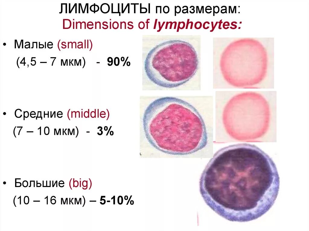 Размер лимфоцитов