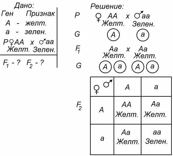 Гамет генотипа aabbcc. Схема решения генетических задач. Второй закон Менделя схема скрещивания. Схема скрещивания генетика. Закон Менделя 1 закон задачи.