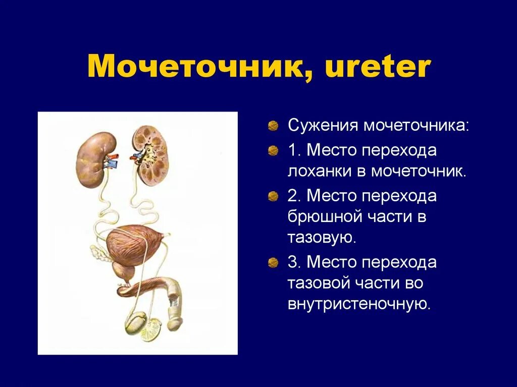 Показать мочеточник. Сужения мочеточника. Отделы мочеточника. Места сужения мочеточника. Мочеточник у мужчин строение.