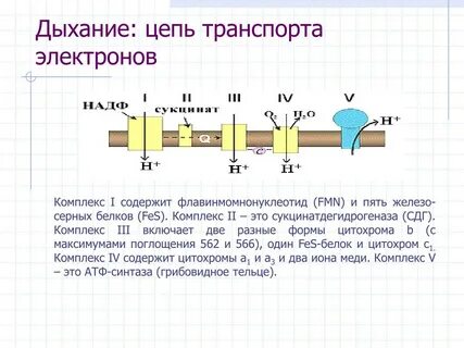 Кодирует ферменты содержит белки переносчики