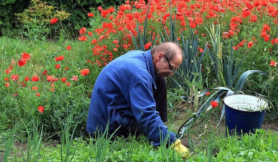Мак можно ли выращивать на садовом участке. Многолетние цветы мак разрешается ли сажать. Мак не декоративный. Маки в огороде. Маковый куст.