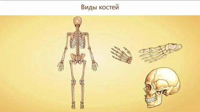 Опорно-двигательная система человека. Карточка по биологии 8 класс скелет. Человеческие кости для срисовки. Рисунки скелета для срисовки. Кости человека.