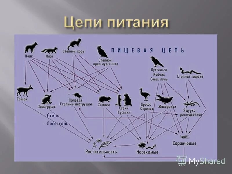 Пример цепи питания 3. Схема цепи питания. Пищевая сеть степи. Цепь питания Степной зоны. Схема цепи питания в степи.