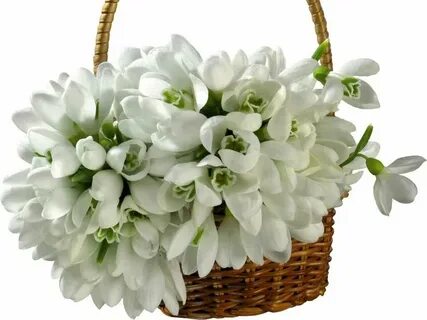 С днем рождения подснежники