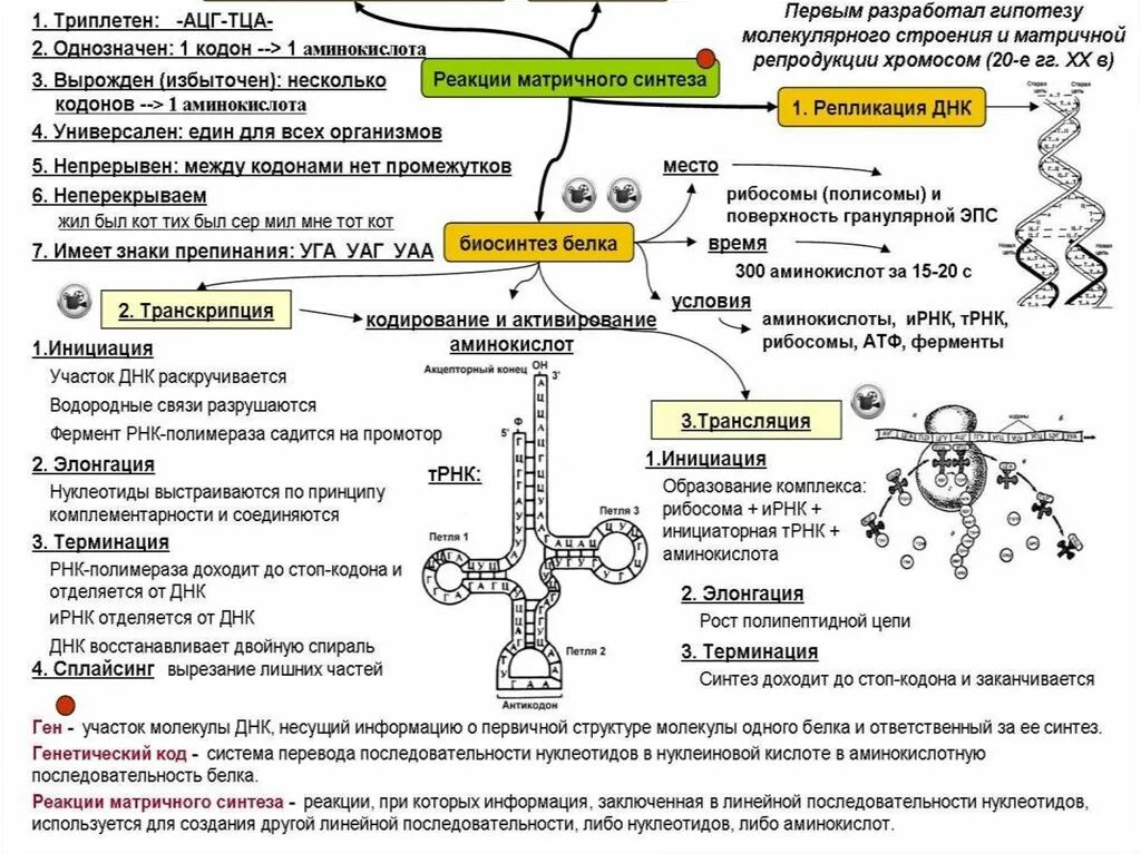 Синтез белка механизмы. Реакции матричного синтеза Синтез белка. Реакции матричного синтеза схема Синтез белка. Схема этапы синтеза белка биохимия. Этапы синтеза белка ЕГЭ биология.