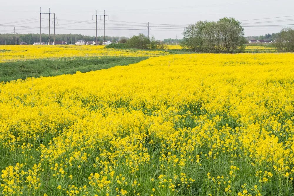 Растет около дороги. Жёлтая трава на полях. Поле с желтыми цветами. Желтые цветы на полях. Желтые цветы вдоль дорог.
