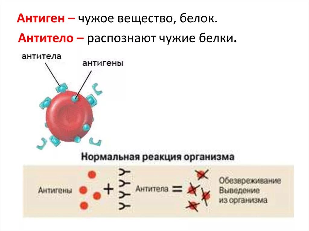 Выработка антигенов