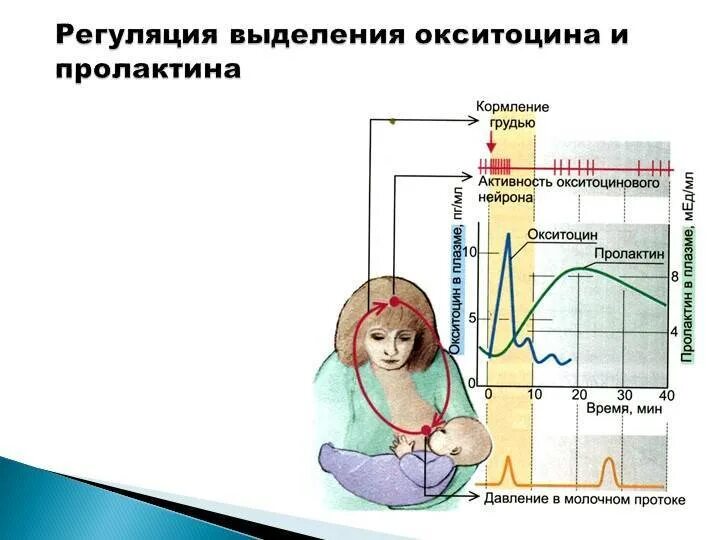 Выделение пролактина. Гормональная регуляция грудного вскармливания. Регуляция секреции окситоцина. Регуляция выработки окситоцина. Рефлекс пролактина и окситоцина.