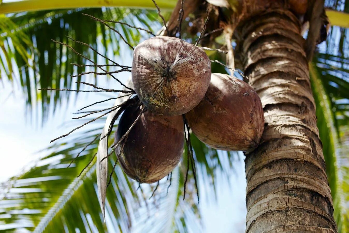 Coconut перевод на русский. Кокосовая Пальма. Coconut Palm кокосовая Пальма. Литокариум Пальма Кокос. Пальма Кокос орехоносный.