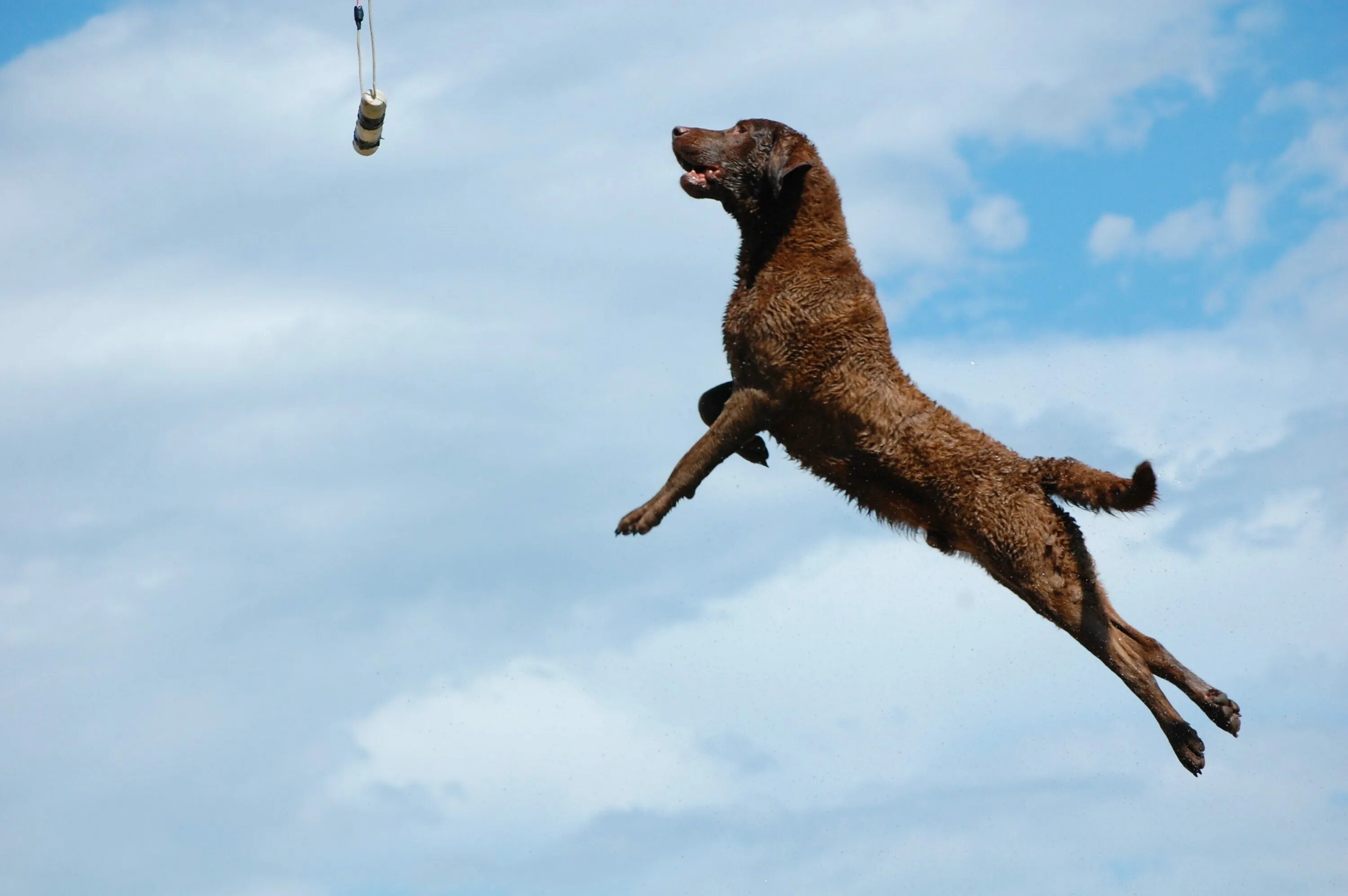 Собака снизу. Малинуа в прыжке. Собака в прыжке. Животное прыгает. Собака в полете.