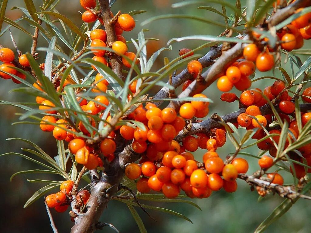Облепиха фото ягода. Облепиха hippophae. облепиха бесшипная. облепиха алтайская. облепиха hippóphaë алтайская.
