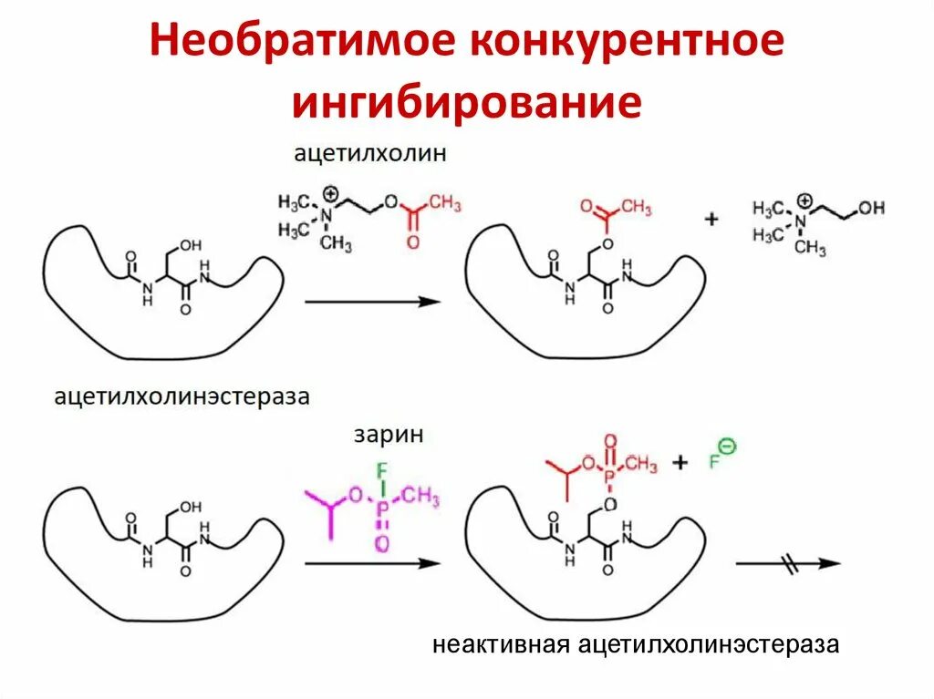 Обратимое ингибирование ферментов схема. Обратимое конкурентное ингибирование примеры. Ацетилхолинэстераза конкурентное ингибирование. Механизм действия холинэстеразы схема.