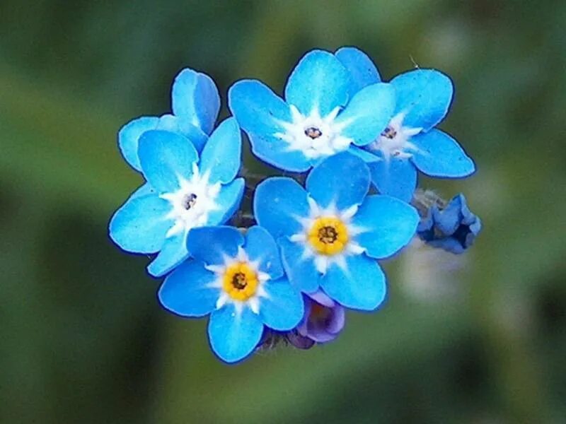 Незабудка на ютубе. Незабудка гибридная. Незабудка Полевая (Myosotis arvensis). Незабудка гибридная сорта. Первоцветы Незабудка.