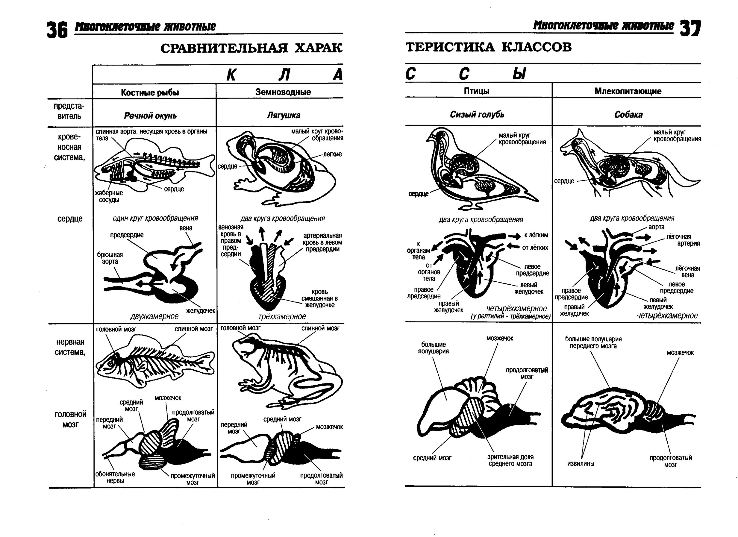 Контрольная по биологии 7 класс позвоночные животные. Таблица сравнение скелета костных рыб и земноводных. Таблица по зоологии ЕГЭ. Таблица сравнения млекопитающих и птиц и рептилий и амфибий и рыб. Таблица строение хордовых животных 7 класс биология.