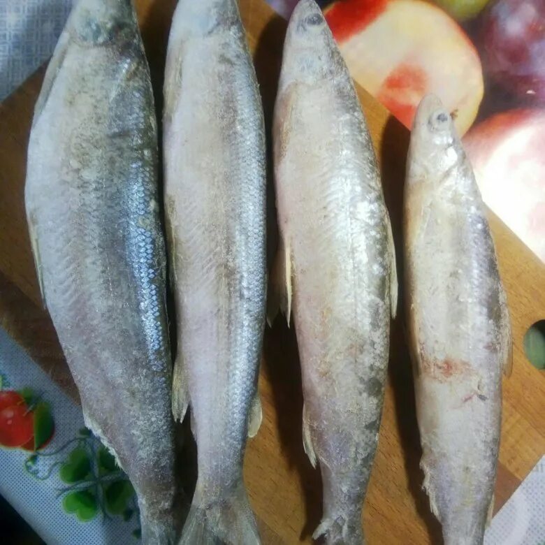 ряпушка онежская. зельди рыба. рыба зельдь печорская. ряпушка сибирская рыба. ряпушка рипус.