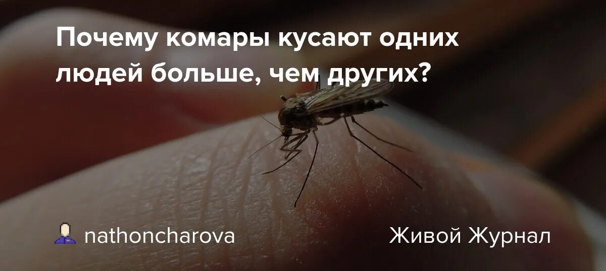 Кого больше кусают комары. Почему меня кусают комары.