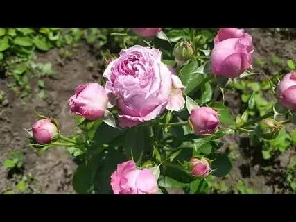 Розы аккиевых