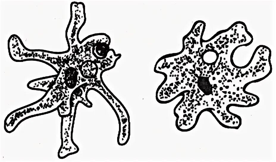 Какие биологические объекты изображены на рисунках. Какие биологические объекты изображены на рисунках. Рисунки биологических объектов. Какие биологические объекты изображены на рисунках. Какая наука изучает изображенный на рисунке организм.