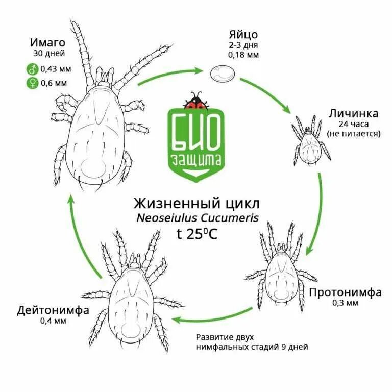 Жизненный цикл таежного клеща. Цикл развития иксодовых клещей схема. Жизненный цикл иксодового клеща схема. Жизненный цикл паутинного клеща. Фазы развития паутинного клеща.