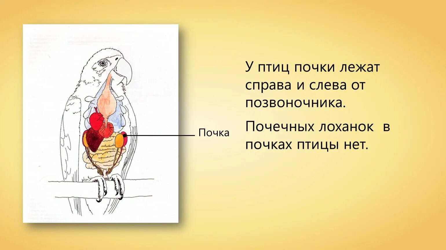 Почка какая система у птиц. Почки птиц анатомия. выделительная система птиц. строение выделительной системы птиц. выделительная система птиц 7 класс биология.