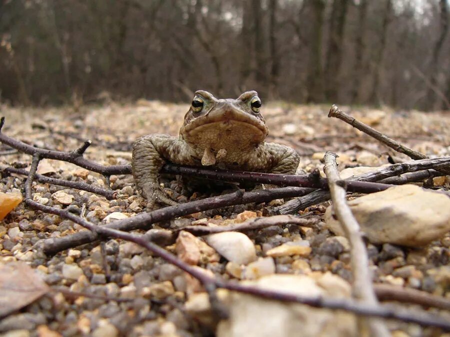 Пробуждение животных. Лягушки просыпаются весной. Лягушка в лесу. Весенняя жаба. Лягушка просыпается.