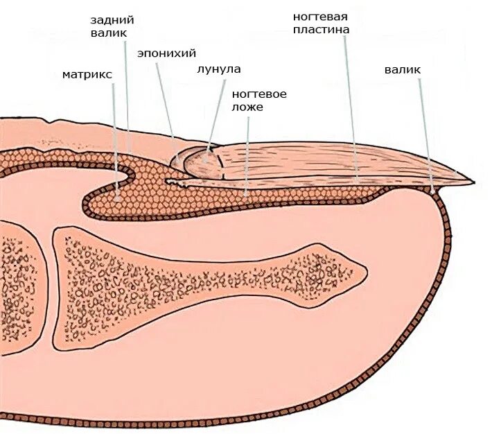 Ногтевая фаланга на руке. Строение ногтевой пластины Матрикс. Строение матрикса ногтя. Строение ногтя гистология. Ногтевая пластина строение гистология.