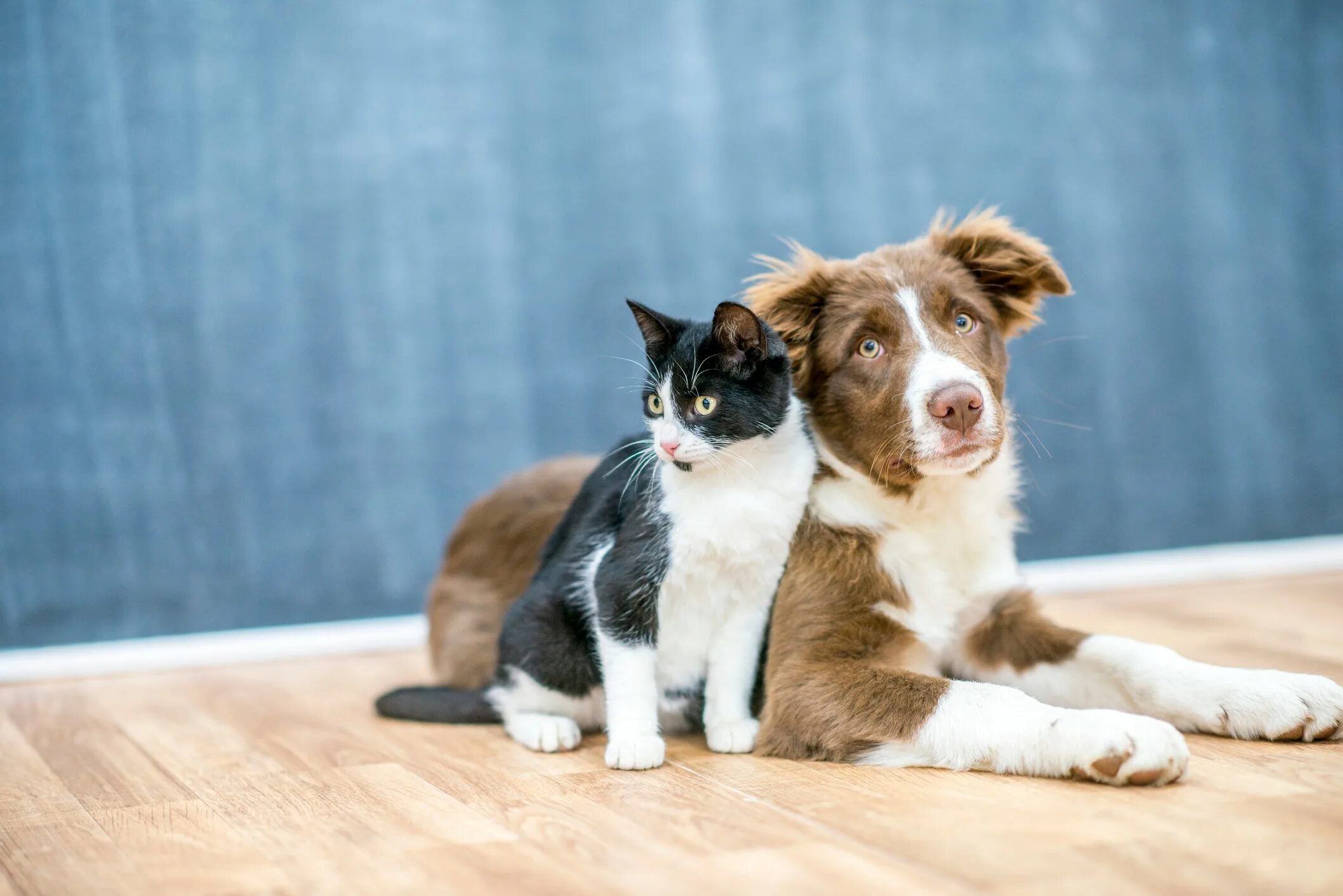 Бордер-колли. Кошки и собаки. Собака и кошка вместе. Фото кошек и собак. Pets фото