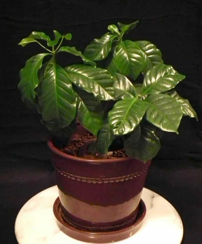 Как ухаживать за кофе. Кофе арабика растение. coffea arabica цветок. кофе арабика нана комнатное растение. дерево кофе арабика нана.