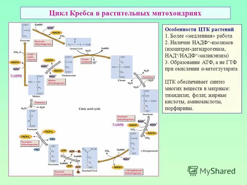 В цикле кребса образуется атф