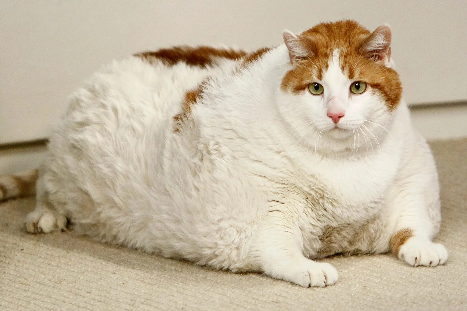 Фат кат. Толстый кот. Очень жирный кот.