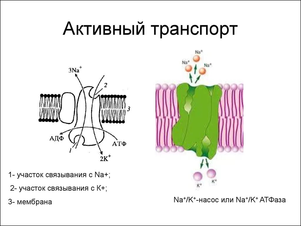 Первично активный транспорт механизм. Активный транспорт через мембрану схема. Активный транспорт схема. Первично активный транспорт схема.