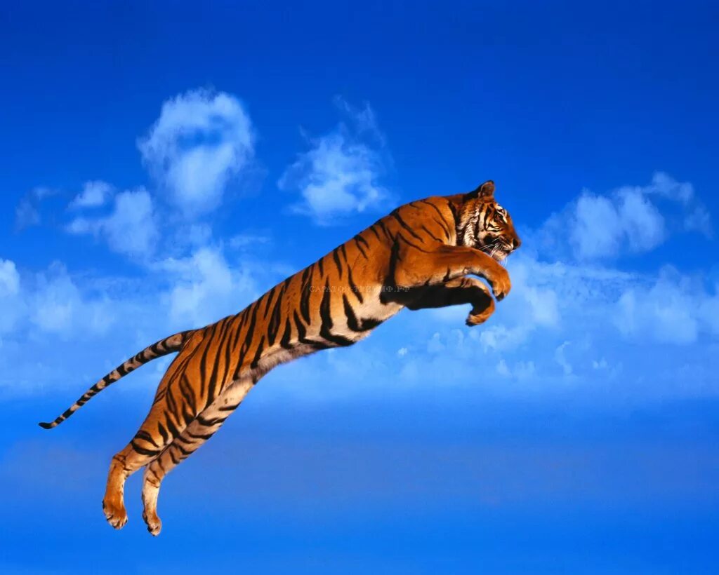 Sky tiger